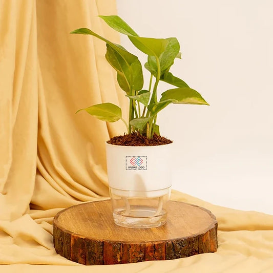 Money Plant Variegated