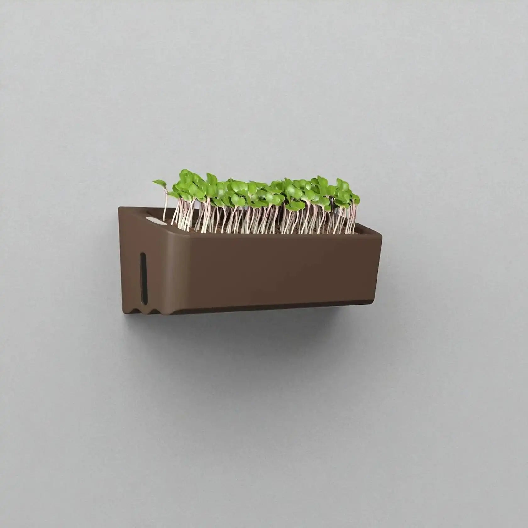 Wall-mounted planter with green plants on a gray background