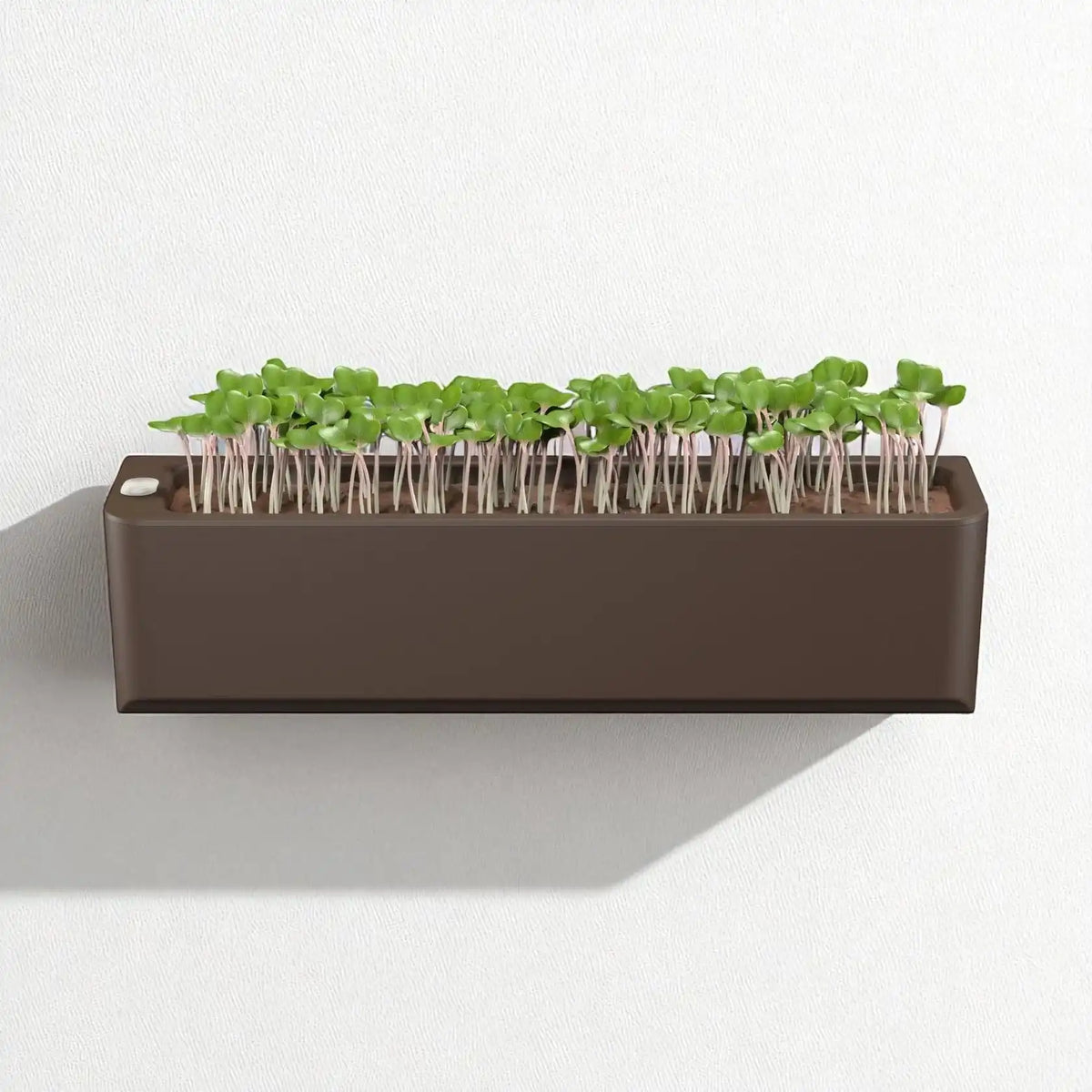 Small rectangular planter with young plants on a white background