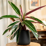 Calathea Triostar Plant