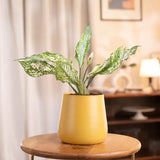Aglaonema Snow White Plant